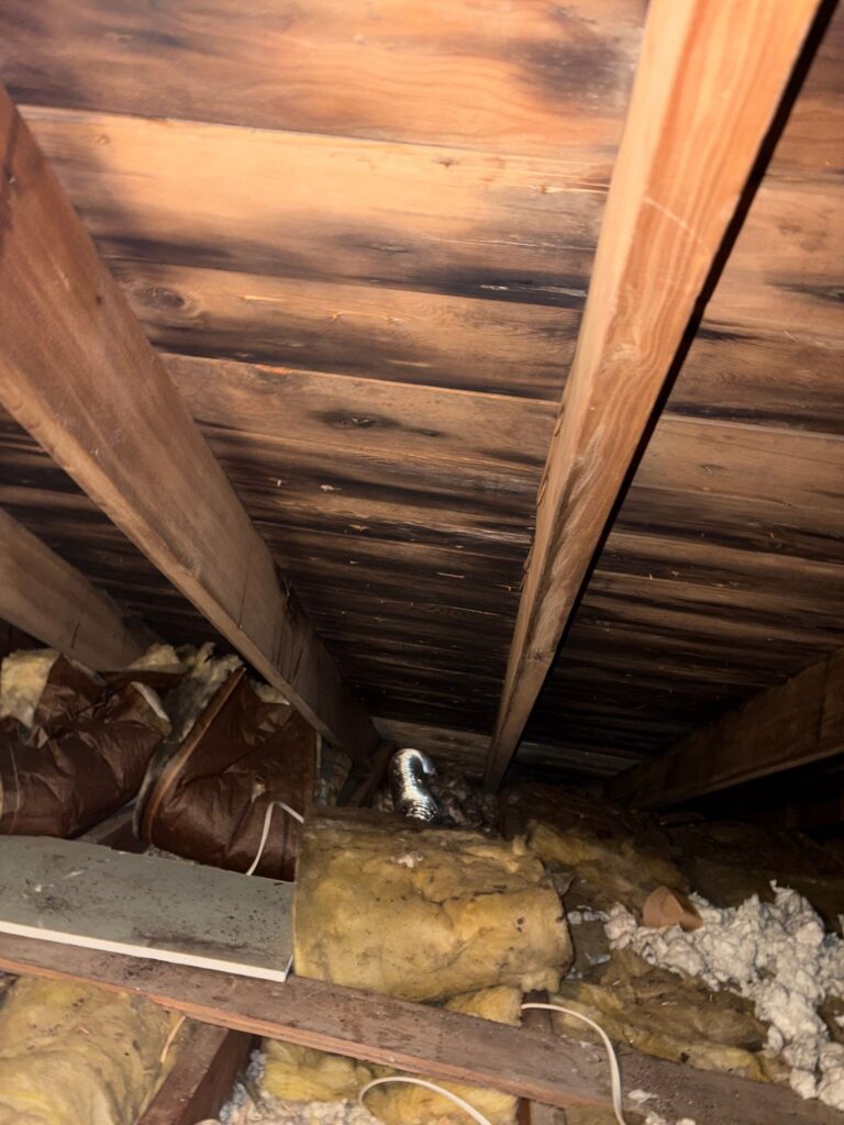 Attic & Basement Mold Remediation, Chester Springs, PA