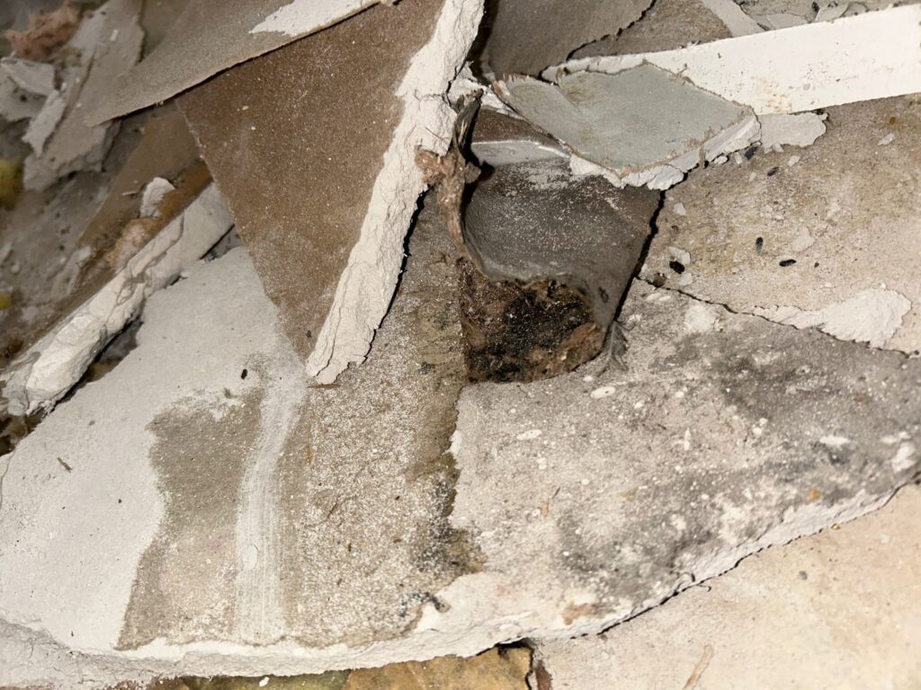 Crawlspace Mold Remediation Situation 3