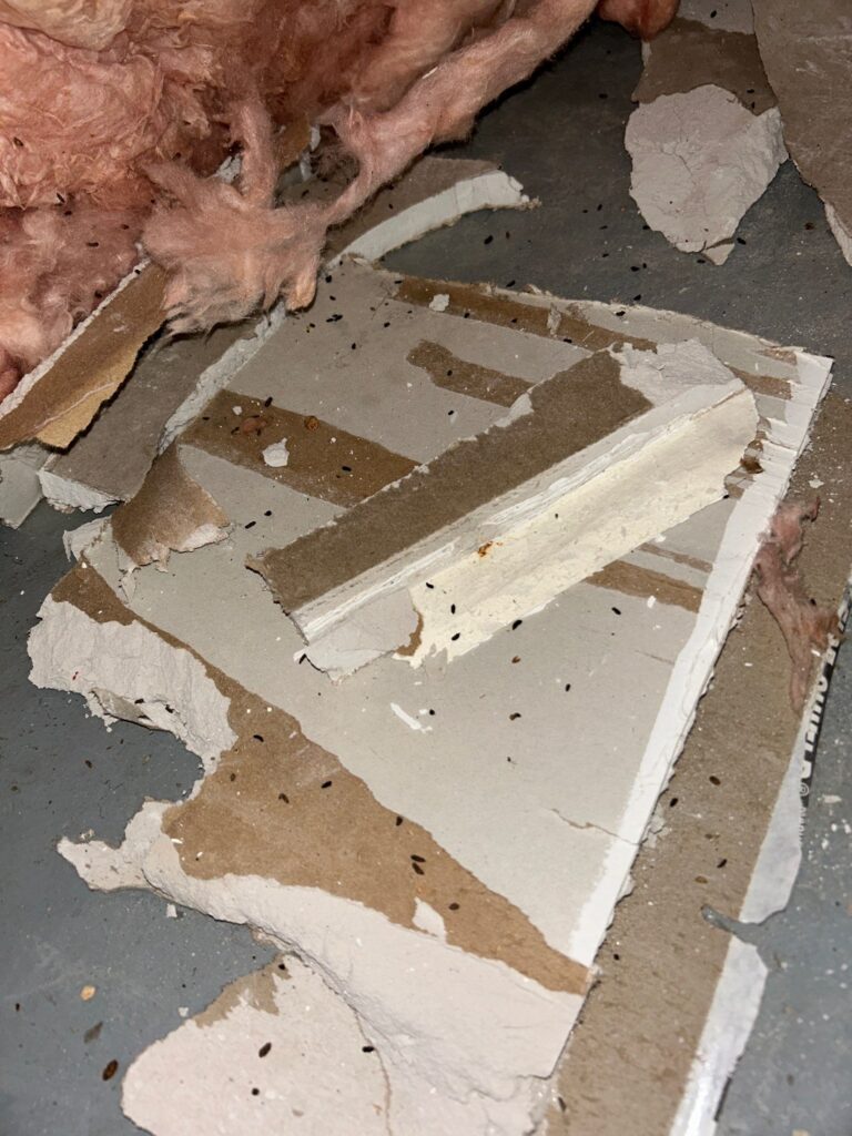 Crawlspace Mold Remediation Situation 4