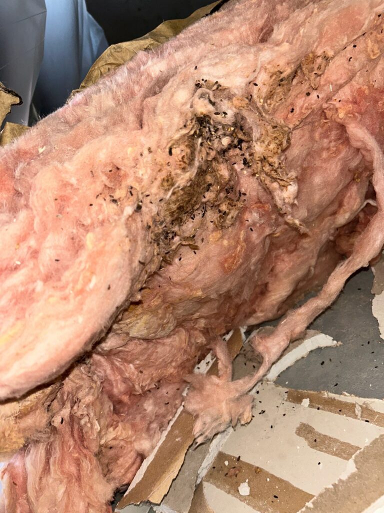 Crawlspace Mold Remediation Situation 5