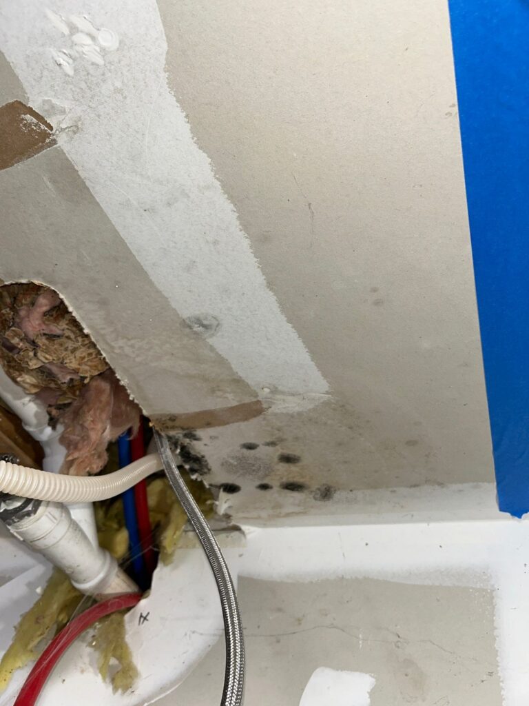 Crawlspace Mold Remediation Situation 6