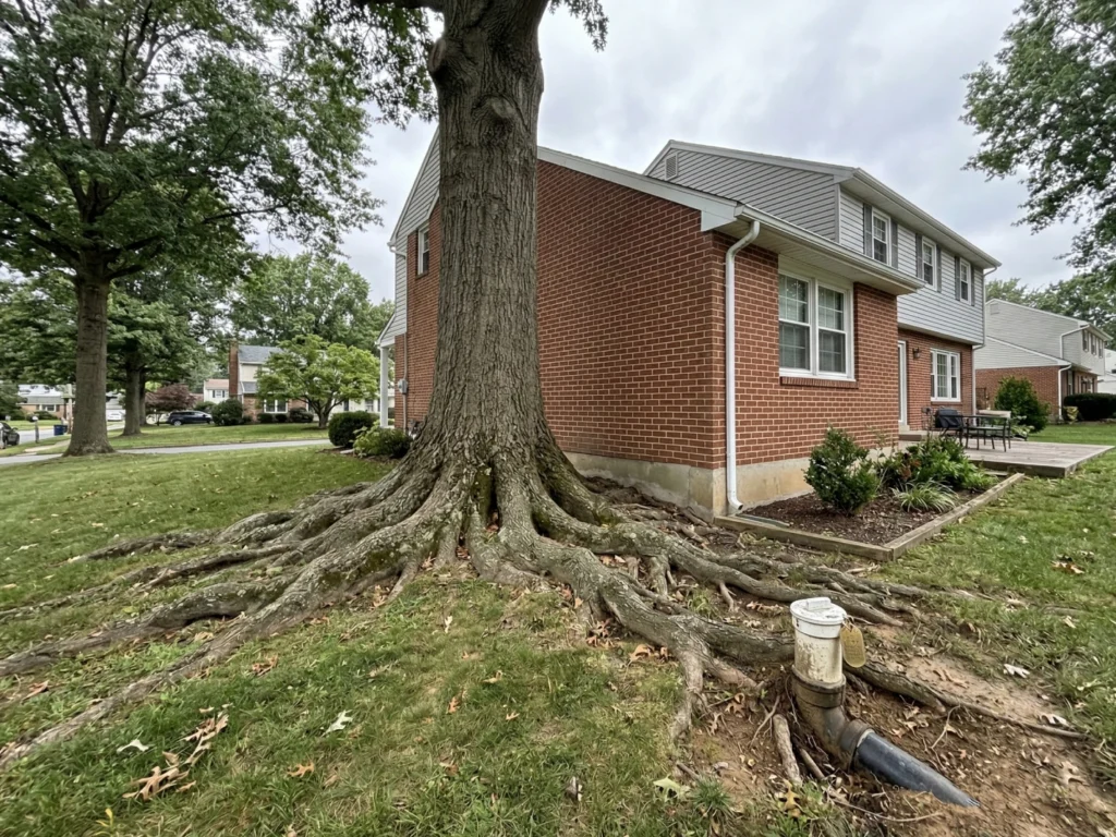 Mature tree with roots growing near a home foundation and sewer line